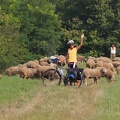 Rencontre avec des moutons en hongrie euro vélo 6