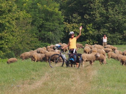 Rencontre avec des moutons en hongrie euro vélo 6